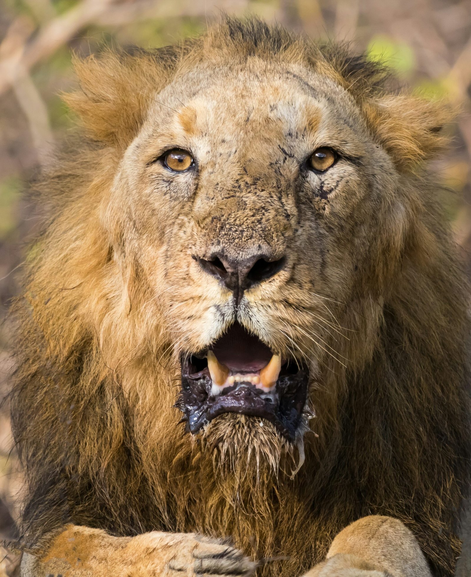 World Lion Day: Cultivating Responsibility in Young Minds for Wildlife Conservation